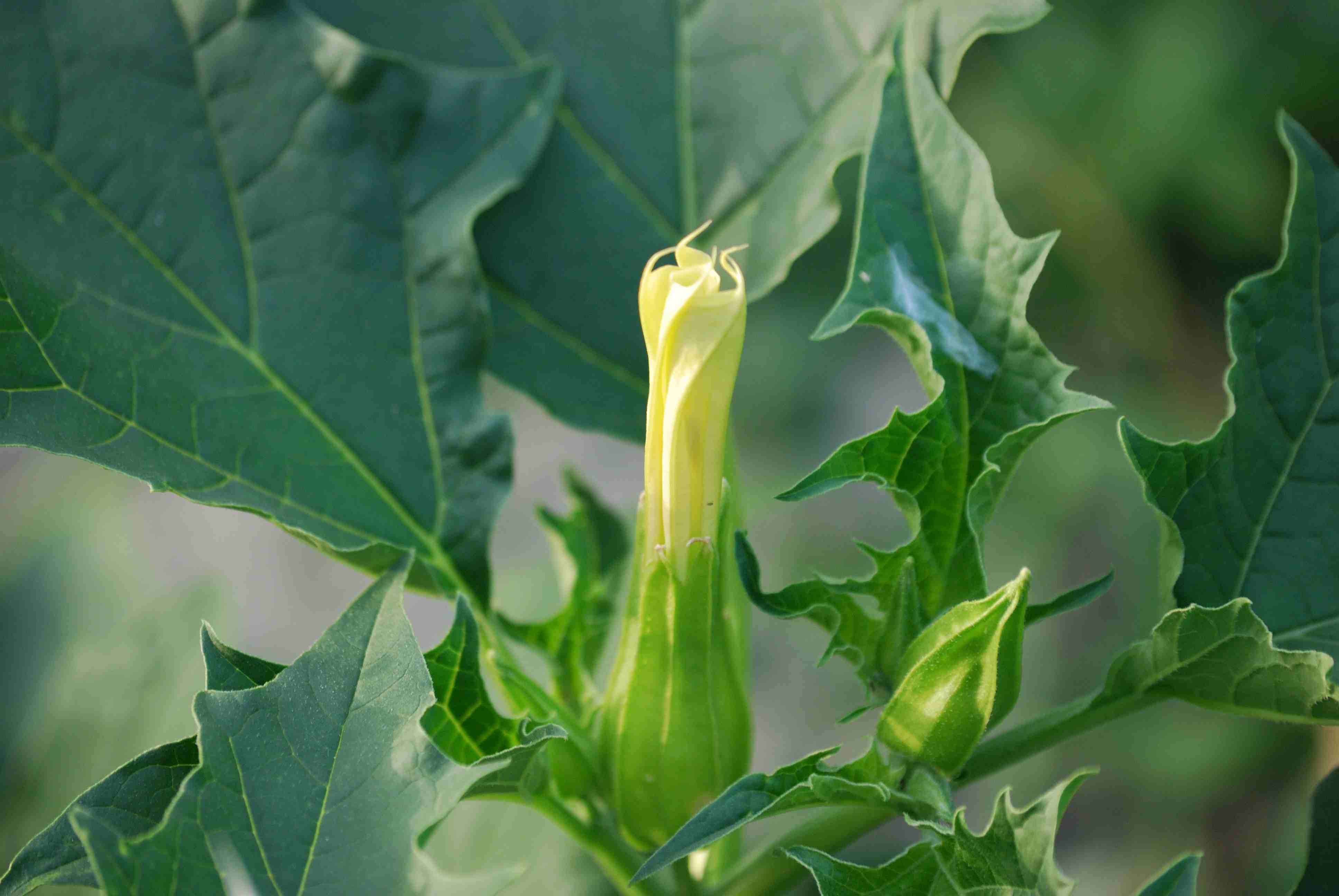Datura stramonium